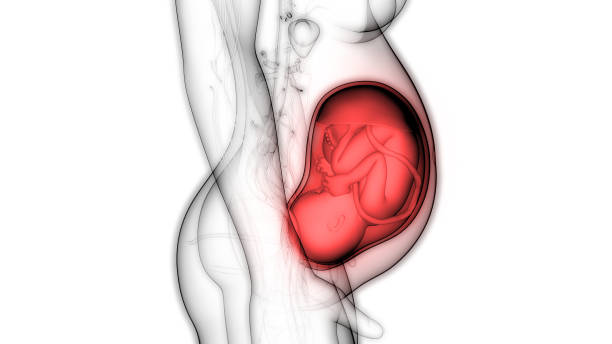 feto (bebê) na anatomia do útero - fetus - fotografias e filmes do acervo