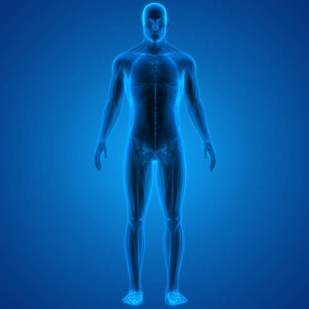 istock Human Body Muscles Anatomy 1133199643