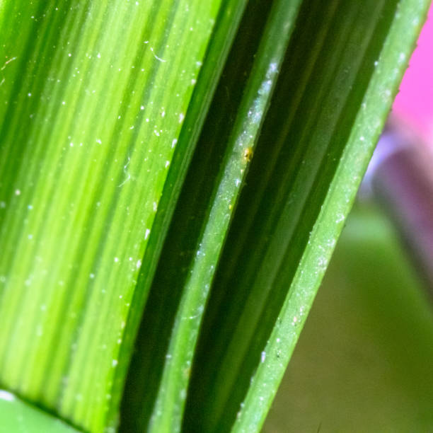 istock flower in ultra macrophotography 1133199715