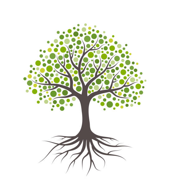 illustrations, cliparts, dessins animés et icônes de arbre abstrait avec des racines et des feuilles rondes vertes. isolé sur fond blanc. - arbre illustrations