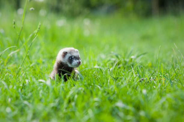 Ferret outdoor portrait