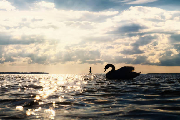 silhouette of swan and man