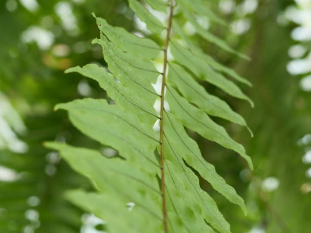 istock Close up hanging fern 1133202392