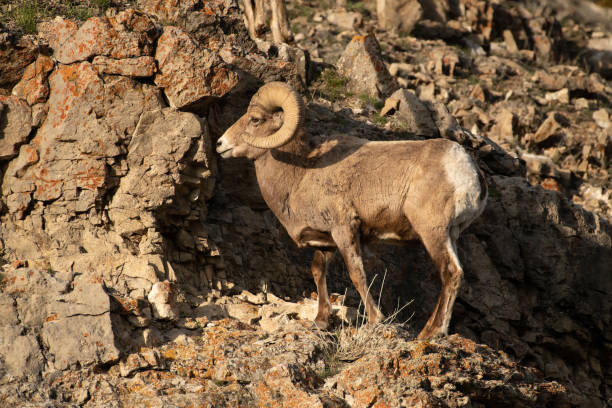 istock Bighorn rams leaping and jumping scross cliffs in Yellowstone USA 1133203059