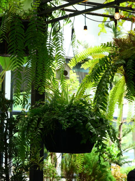 istock Face with fern growing 1133204170