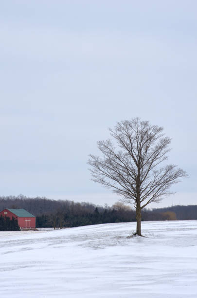 istock Farm field with Tree in Winter 1133205666