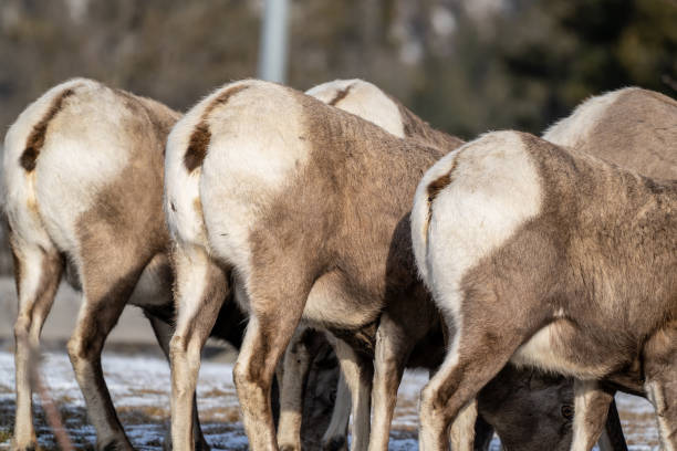 ビッグホーン羊の尻が並ぶ, 彼らは冬に草を食べるように, 野生の - bighorn sheep ram sheep winter ストックフォトと画像