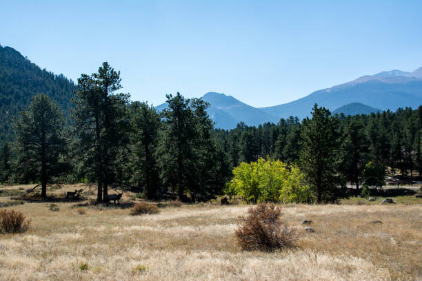 istock Autumn view in Colorado 1133206135