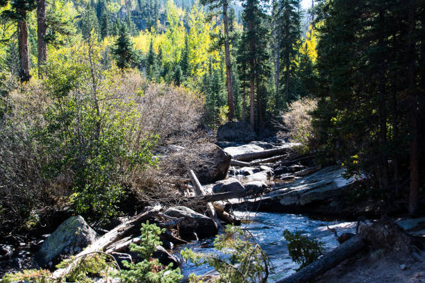 istock Aspen trees near water 1133206153