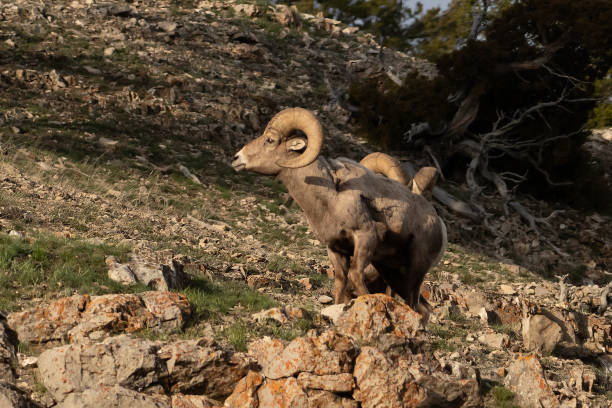 istock Bighorn rams leaping and jumping scross cliffs in Yellowstone USA 1133207590