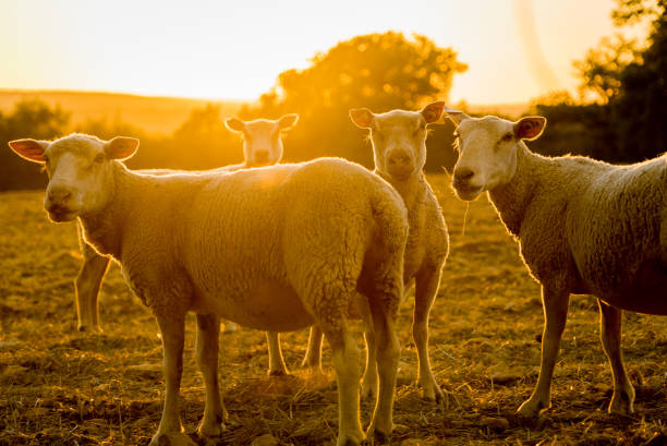 Sheeps farm animals backlit in the sunset in France stock photo