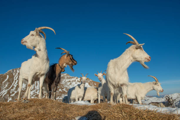 goats in the mountainous and Kashmir regions