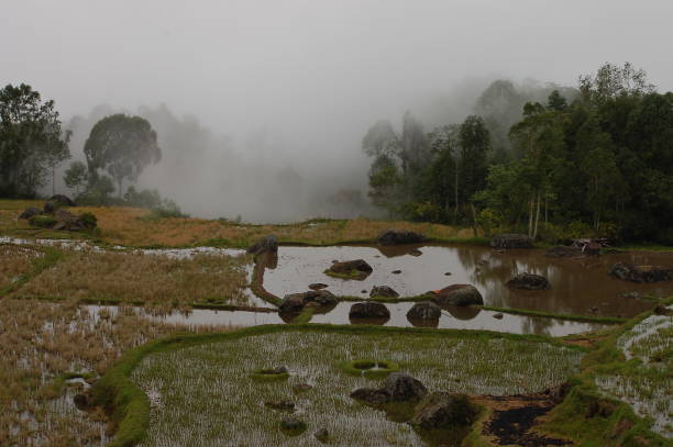 istock Green rice field in Tana Toraja 1133208295
