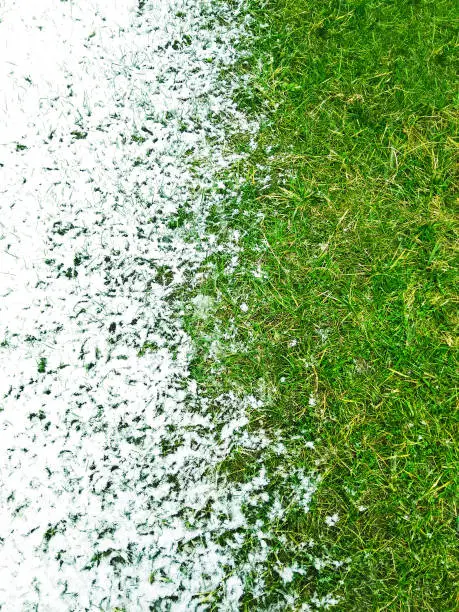 Photo of Snow on green grass background