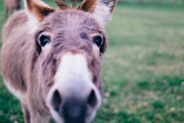 Portrait of a funny donkey