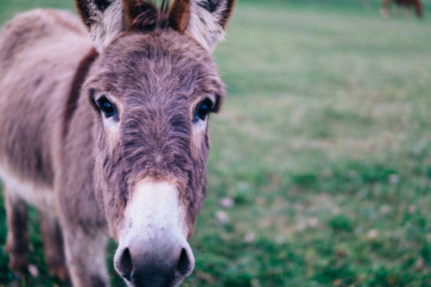 istock Close-up of cute donkey 1133210732