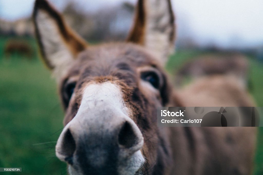 Close-up of cute donkey Portrait of a funny donkey Donkey Stock Photo