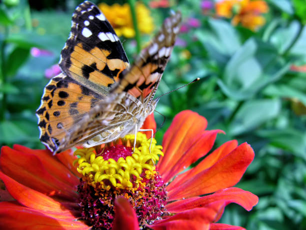 istock Monarch Butterfly feeds on the red Zinnia flower 1133211629