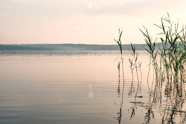 istock Calm misty morning at the lake 1133212941