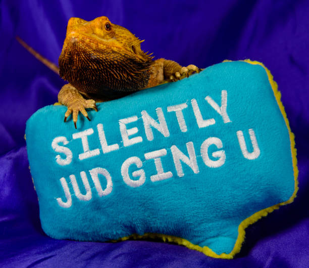 Angry Bearded Dragon Judging You