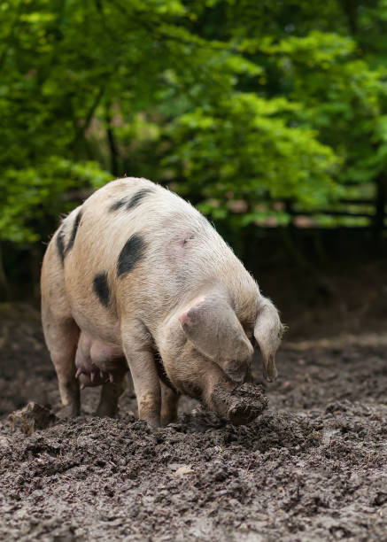 DIrty, muddy large pig on the getting ready for livestock show in prairie of Montana in western USA. John Morrison - Photographer