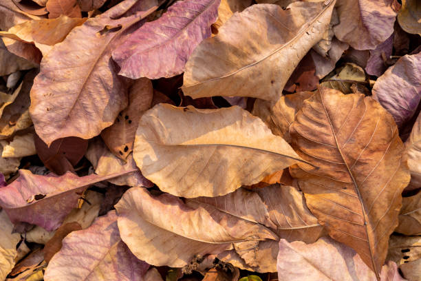 istock pile of fallen autumn dried leaves texture for background 1133215982