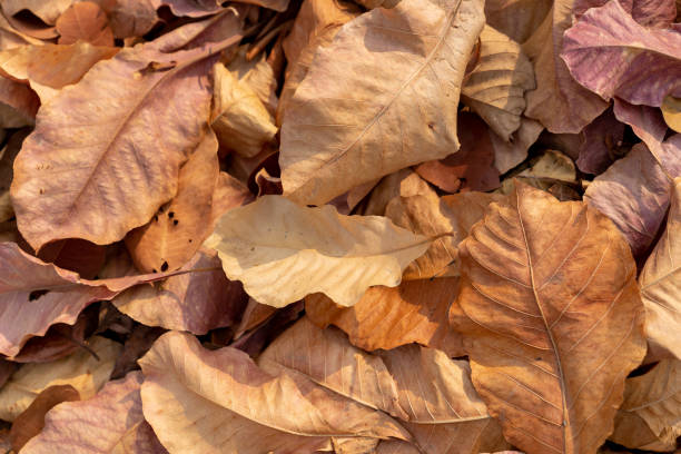 istock pile of fallen autumn dried leaves texture for background 1133216005