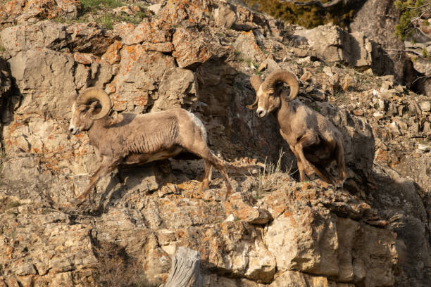 istock Bighorn rams leaping and jumping scross cliffs in Yellowstone USA 1133216098