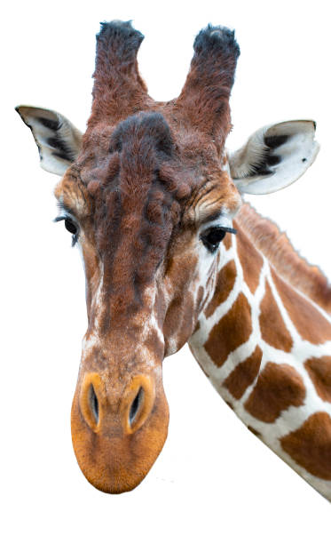 istock Portrait of a giraffe, closeup, white background 1133216167