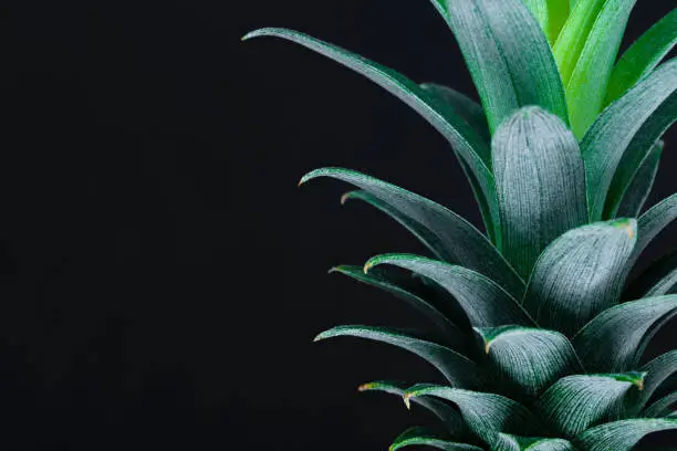 Photo of Green growing pineapple top crown on black background with copy space