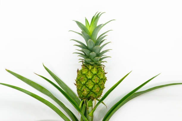 istock Small and young green growing pineapple on white background 1133216278