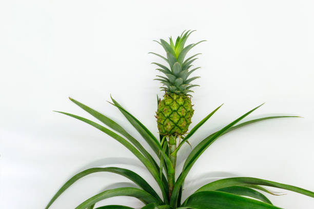 istock Small and young green growing pineapple on white background 1133216554