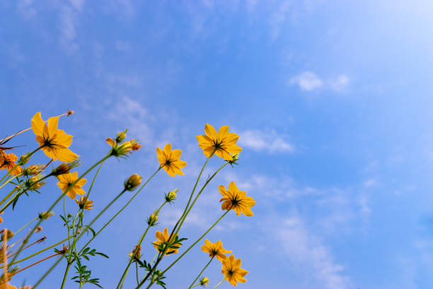 istock ant view Starburst flower on blue sky 1133217455