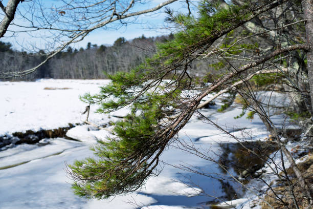 рэйчел карсон национальный заповедник зимний пейзаж - rachel carson стоковые фото и изображения