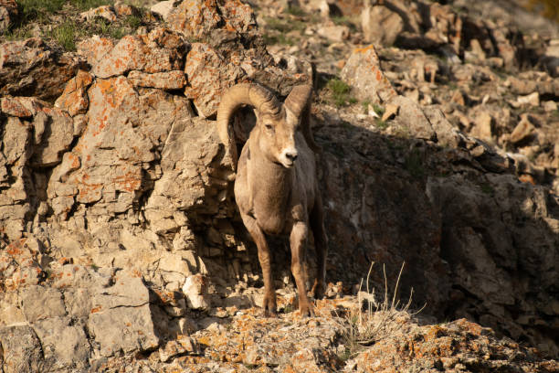 istock Bighorn rams leaping and jumping scross cliffs in Yellowstone USA 1133218799