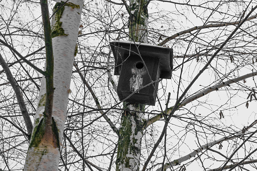 Black nesting box hanging on the birch tree in wintertime