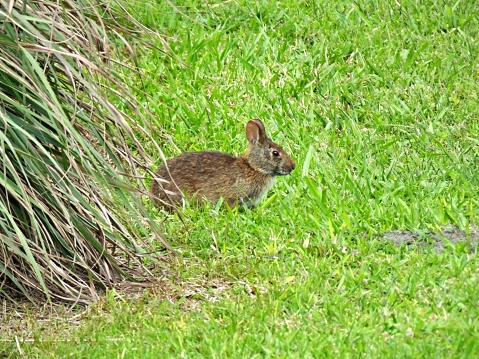 Marsh Rabbit In The Florida Wetlands Stock Photo - Download Image Now ...
