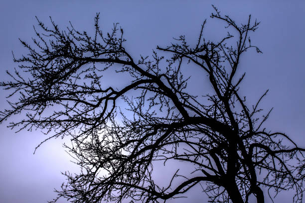 istock The Sun is Breaking Through the Morning Haze 1133224909