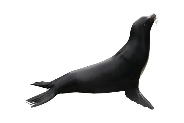 istock Seal - isolated sea mammals 1133226711