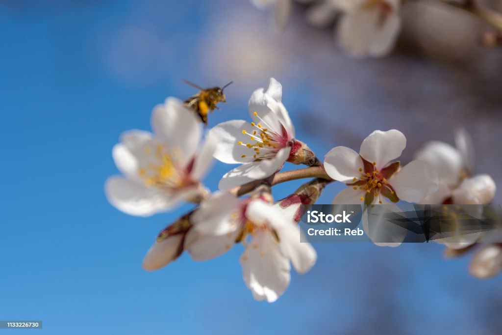 Bee in flight Bee flying among the flowers. Animal Stock Photo