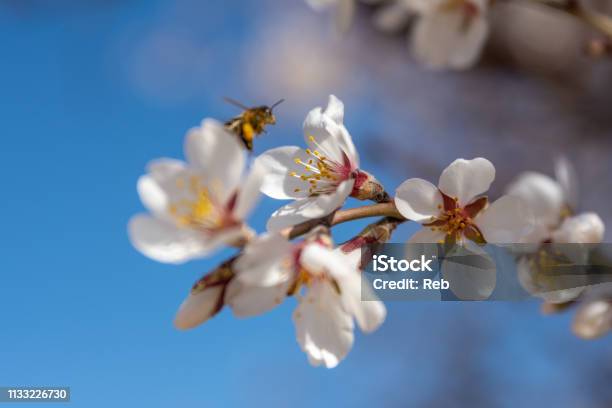 Bee In Flight Stock Photo - Download Image Now - Animal, Ape, Bee