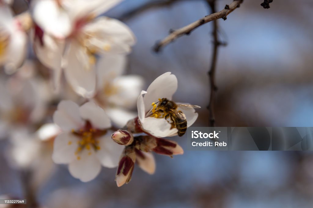Bee in flight Bee flying among the flowers. Animal Stock Photo