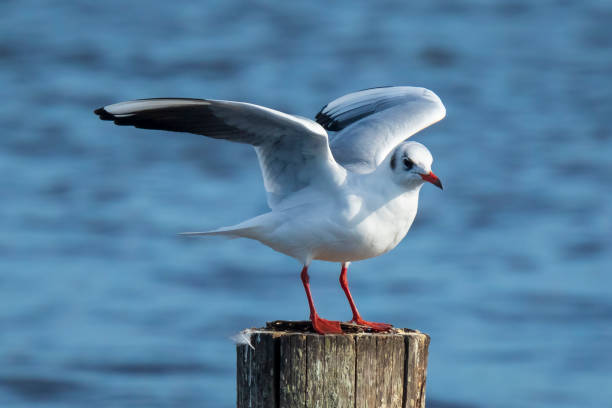 istock Black-headed gull, Chroicocephalus ridibundus perched on a pole 1133227313