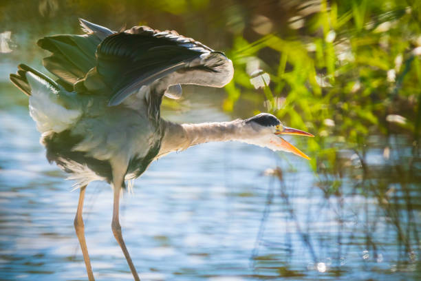 istock Great blue heron Ardea herodias hunting in a lake 1133227335
