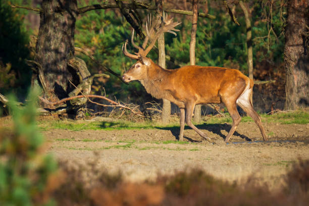 istock Male red deer, cervus elaphus, during rutting season 1133227351