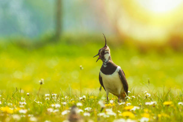 nördlicher lapwing vanellus vanellus kleines jugendliches küken auf der wiese erkunden - kiebitz stock-fotos und bilder