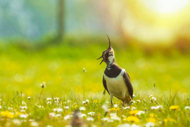 Northern lapwing Vanellus vanellus small newborn chick exploring a meadow with flowers on the background in Springtime season.