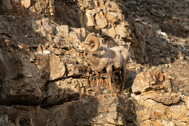 istock Bighorn rams leaping and jumping scross cliffs in Yellowstone USA 1133227482