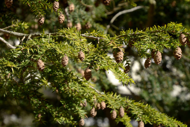 branches with many cones of a young coast redwood tree macro shot evergreen sequoia sempervirens tree with new shoots and cones in early spring sequoia sempervirens stock pictures, royalty-free photos & images