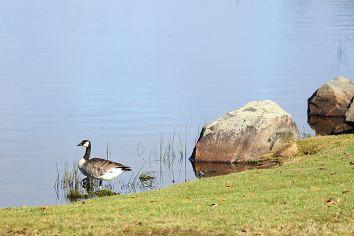 Canada goose at the edge of a lake